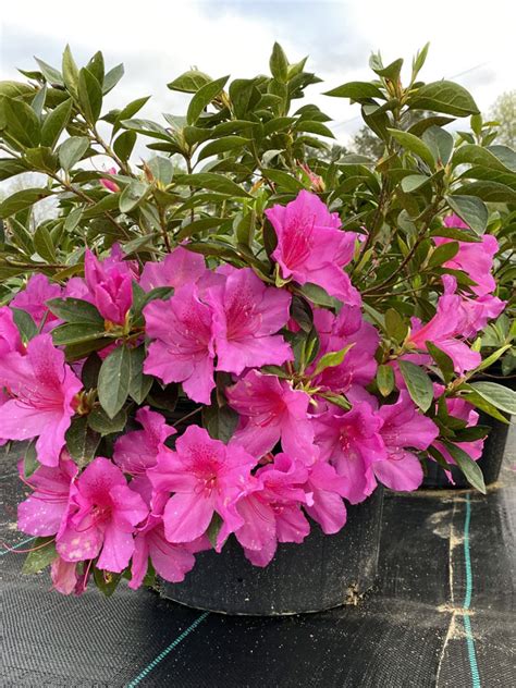 Buy Rhododendron 'Red Formosa', Southern Indica Hybrid Azalea | Free ...