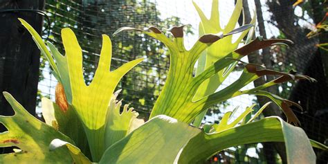 Staghorn is found growing harmlessly on tree trunks, branches, or even rocks. How To Care For A Staghorn Fern | The Funkiest Fern!