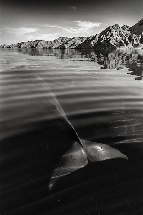 Fotografías de ballenas y delfines en todo su esplendor por Christopher Swann Cultura
