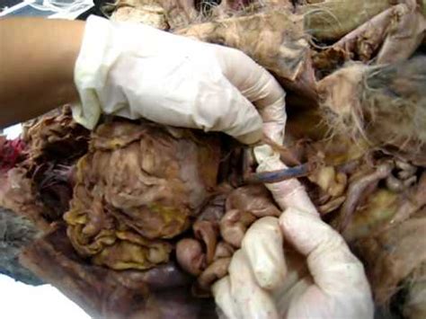 When the cat's abdominal cavity, also called the peritoneal cavity, is injured, the peritoneum becomes inflamed. cat dissection, abdominal cavity - YouTube