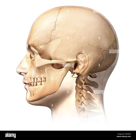 Male Skull Cut Out Stock Images And Pictures Alamy
