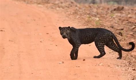 Photographer Captures Footage Of Rare Black Leopard The Rainforest