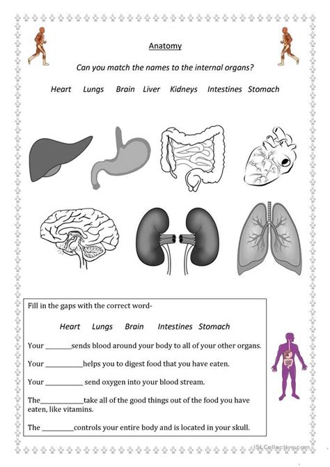 St Grade Human Body Worksheet