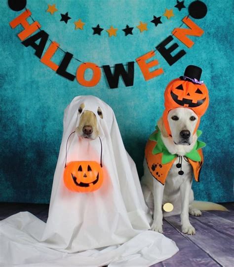 15 Pics That Prove Labradors Always Win At Halloween The Dogman