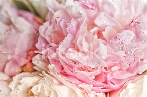 Blooming Pink Peonies Stock Photo Royalty Free Freeimages
