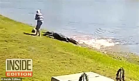 New Video Shows The Terrifying Moment Alligator Lunges At Woman Daily