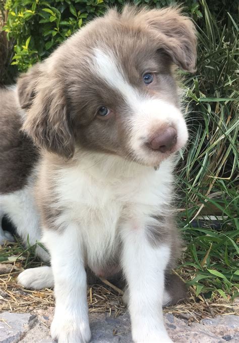 37 Lilac Border Collie Photo Bleumoonproductions