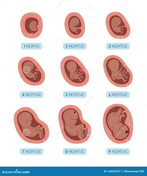 Pregnancy 8 Month Stages Of Development Process Of Human Fetal Growth