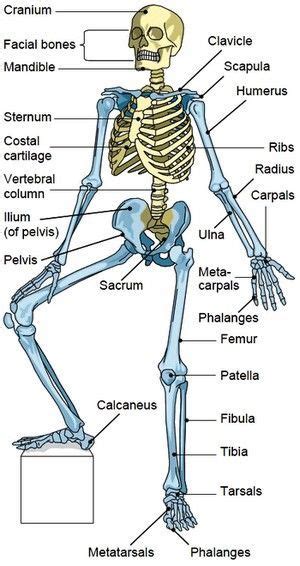 Pin On Human Anatomy Physiology
