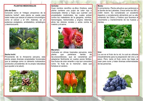 44 Plantas Medicinales Para Que Sirven Y Como Cultivarlas Herbalism Images