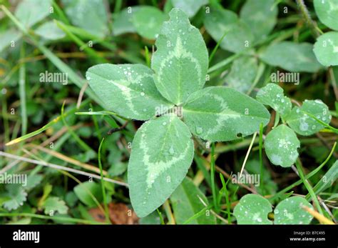 Trébol De Cuatro Hojas Fotografías E Imágenes De Alta Resolución Alamy