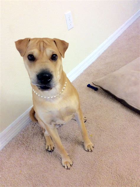 Adorable Shar Pei Beagle Puppy