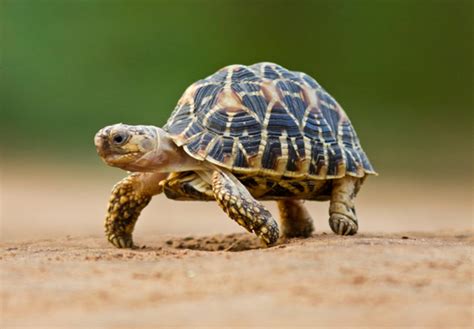 Indian Star Tortoise Critterfacts