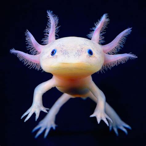 Axolotl was first mentioned by sumomo, its name is named after the real life amphibian, axolotl, which sumomo is based on. Meet The Axolotl: The Mexican Walking Fish