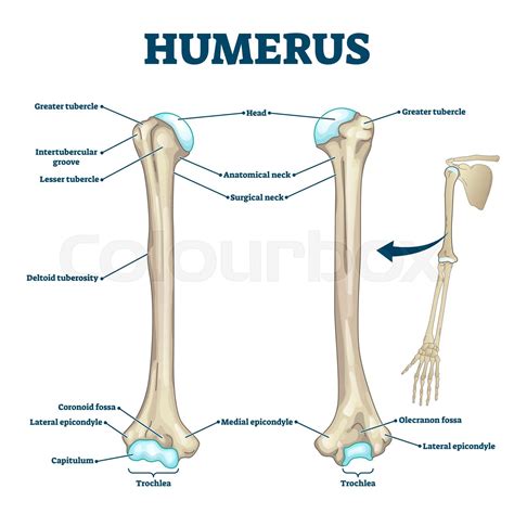 Humerus bone labeled vector illustration diagram | Stock vector | Colourbox