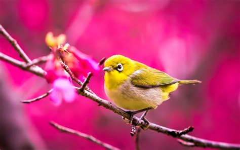 Cute Yellow Bird Wallpaper Birds 1920x1200 Download