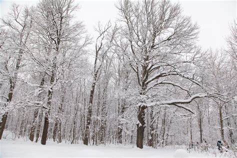Beautiful Winter Forest Landscape Trees Covered Snow Stock Image