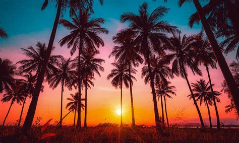 Palm Tree Desktop Wallpaper Nawpic
