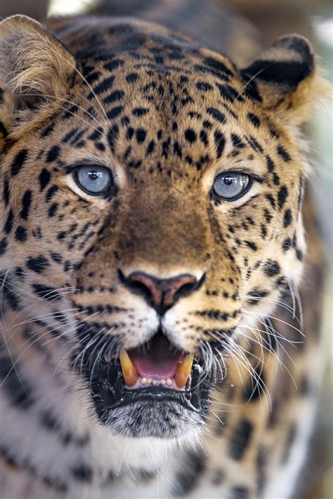 Pretty Amur Leopard With Blue Eyes Ii Last And Best Sho Flickr