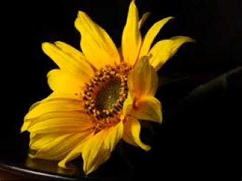 Although he was a fully trained musician, he considered himself an amateur. L'Adagio di Albinoni non esiste | Sisohpromatem (Marco ...