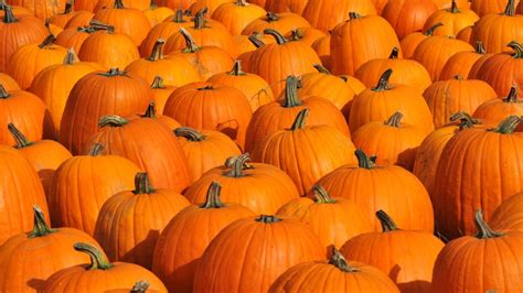 Heres What To Do With Your Pumpkins After Halloween Chicago Area