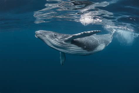 Una Balena Lo Inghiottisce Ed Ha Un Colpo Di Tosse Pescatore Salvo Per