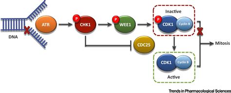 Targeting Wee1 Kinase In Cancer Trends In Pharmacological Sciences