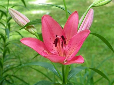 Asian Lily Asian Lilies Plants Landscape