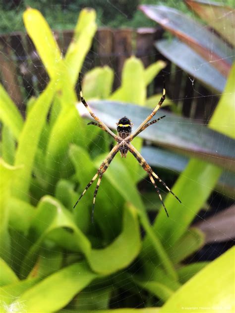 Argiope Argentata Silver Garden Spider In Águas De Lindóia Sp Brazil