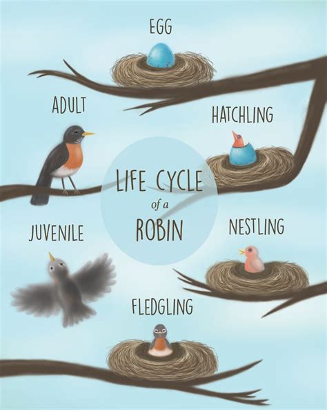 Parrot Life Cycle Diagram