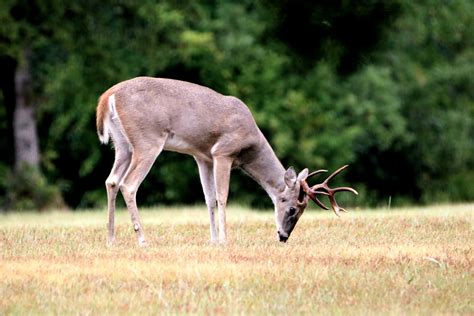 White Tail Buck Eating Grass Free Stock Photo Public Domain Pictures