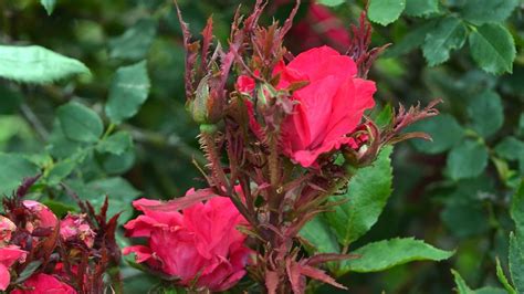 Rose Rosette Disease Identification Prevention And Treatment