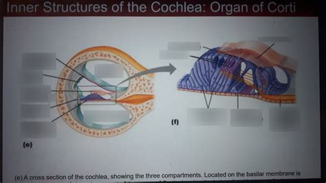 Organ Of Corti Diagram Quizlet