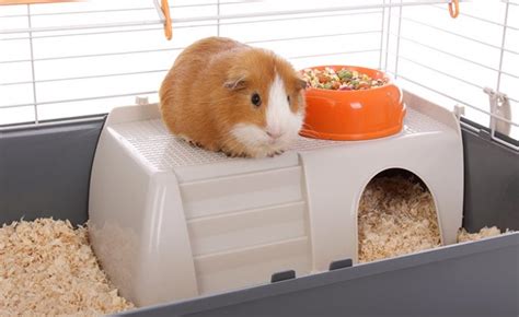 Top 10 Best Guinea Pig Cages Reviews And Guide 2019 My Life Pets