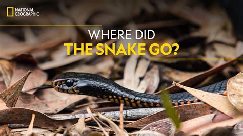 Where Did The Snake Go Aussie Snake Wranglers National Geographic