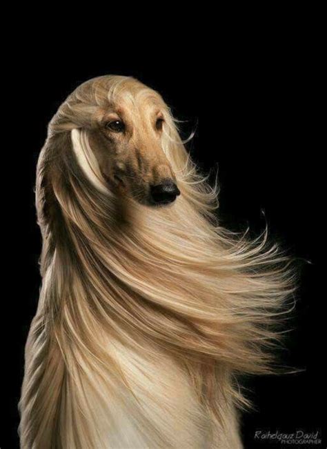 Beautiful Blonde Afghan Hound With Windswept Hair She Could Be Posing