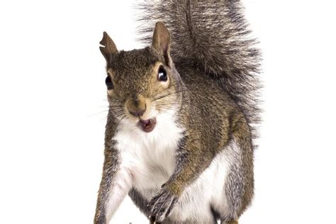 Check spelling or type a new query. How to Tell the Age of a Baby Squirrel Using Pictures ...