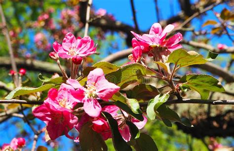 Beautiful Pink Apple Flowers Flowering Apple Trees Background With