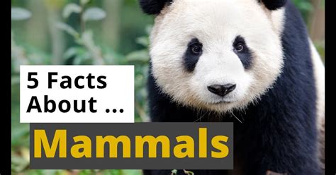 A Intresting Fact About Animals For Kids 10 Interesting Animal Facts