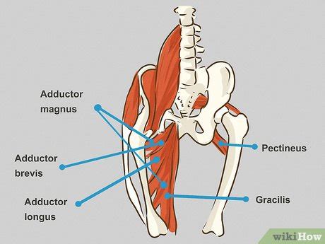 Groin muscles diagram | abdominal muscles anatomy, muscle. How to Treat a Groin Injury (with Pictures) - wikiHow Fitness