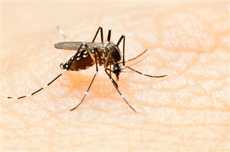 How To Avoid Zika Virus Mosquitoes Readers Digest