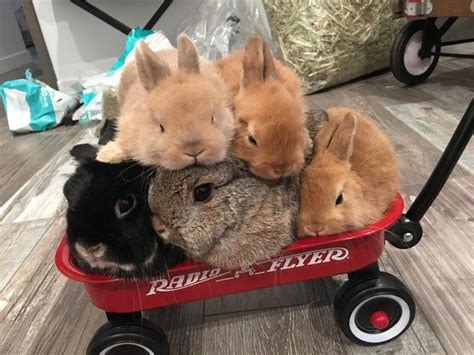 Five Rabbits Piled Into A Small Radio Flyer Wagon Cutest Bunny Ever