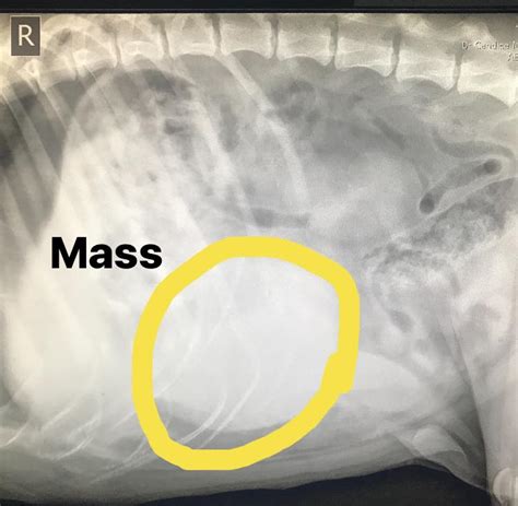 What Causes A Mass On A Dogs Spleen
