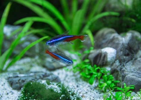Neon Tetra Fish Reproduction Rin Aquarium Fish