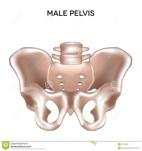Male Pelvis Stock Vector Illustration Of Care Column 31164653
