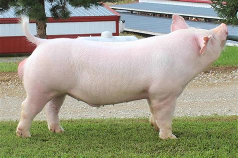 Yorkshire Pigs Breed Profile Facts Photos And More