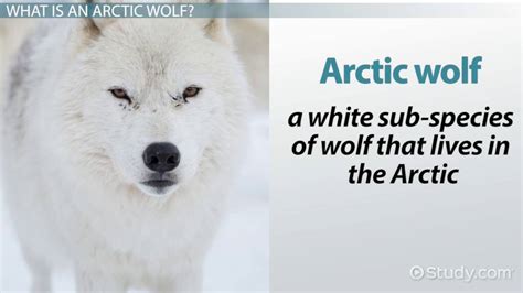 50 Unbelievable Facts About Arctic Wolves Ultimate Guide 2023