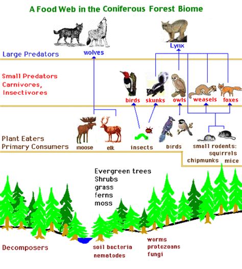 A food web is simply a number of food chains joined together. FOOD CHAIN - CONIFEROUS forest