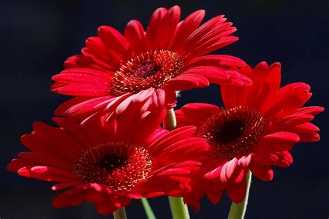 There are 1794 cute flower pictures for sale on etsy, and they cost 18,31 $ on average. Cute Red Flower - We Need Fun