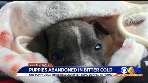 Abandoned Puppy Freezes 3 Others Saved From Rural Shelters Outdoor Pen